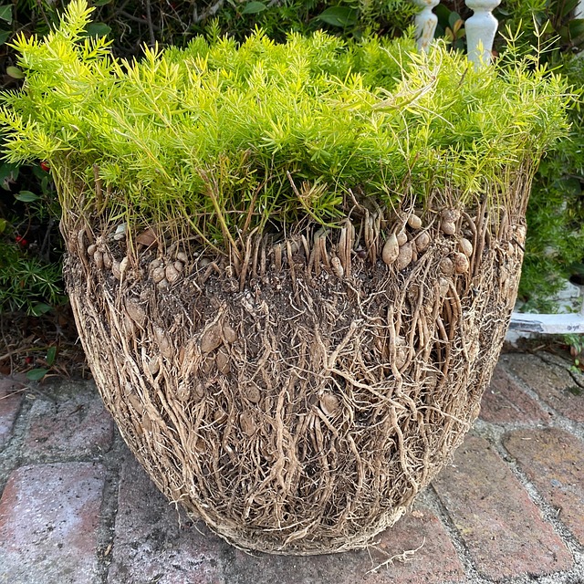 Hyggeligt dansk kontor med bogreoler, planter og varmt lys ved vindue